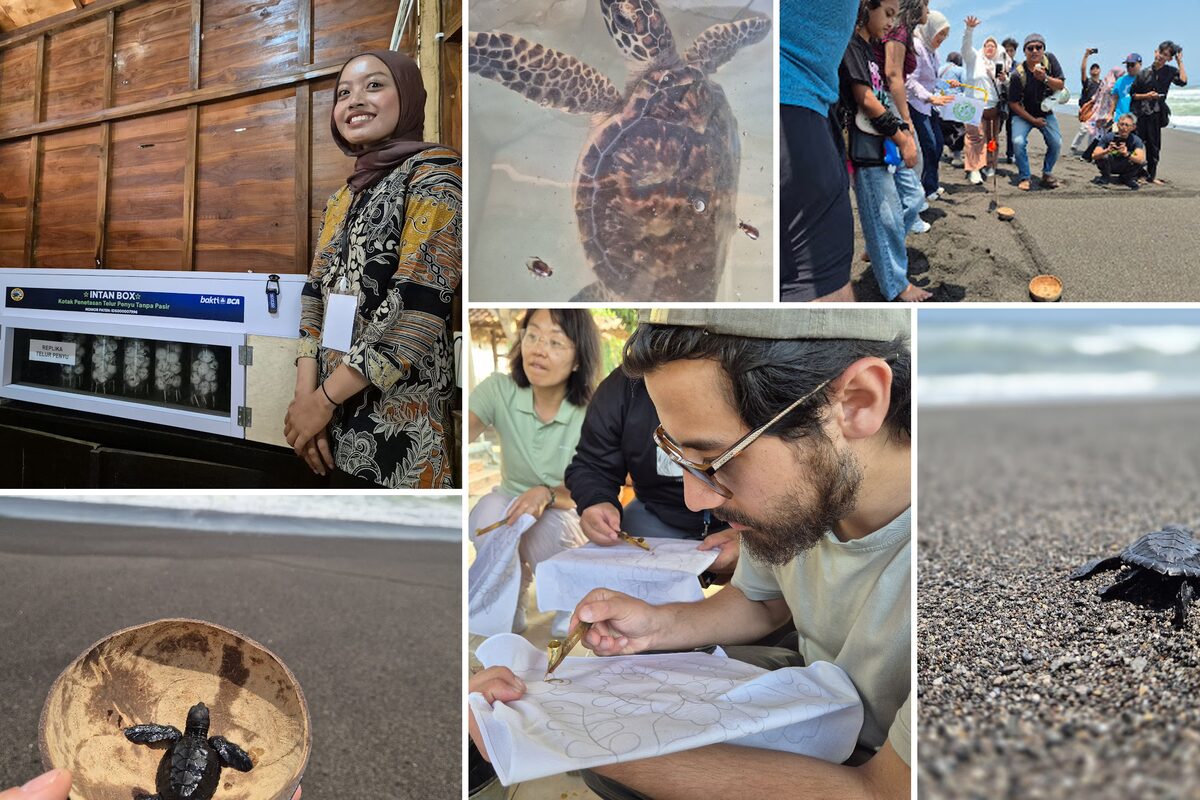 Releasing baby turtles into the sea at Pantai Goa Cemara